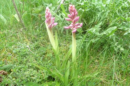 Orchis mâles, rives du gave de Brousset (1330 m)