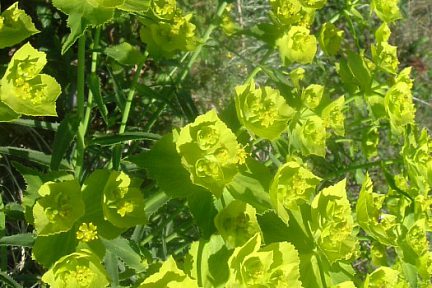 Euphorbe à feuilles dentées en scie aux Mallos de Riglos