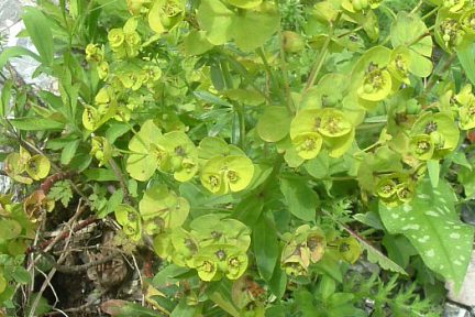 Euphorbe characias à 900 m à Lescun