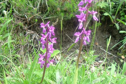 Orchis mâle à Bious-Artigues