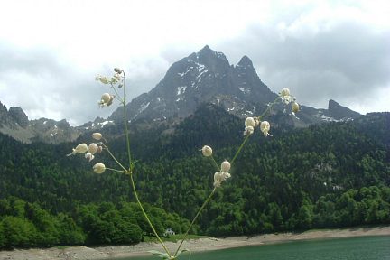 Silène enflé face au pic du Midi d'Ossau