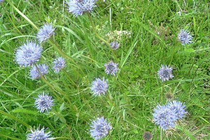 Jasione des montagnes à Bious-Artigues
