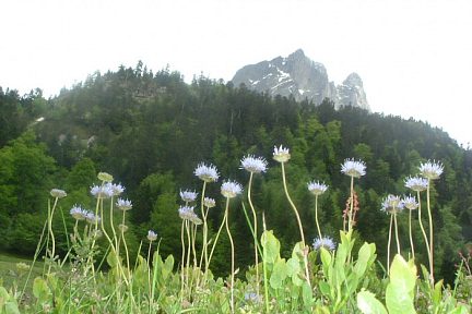 Jasione des montagnes face au pic du Midi d'Ossau
