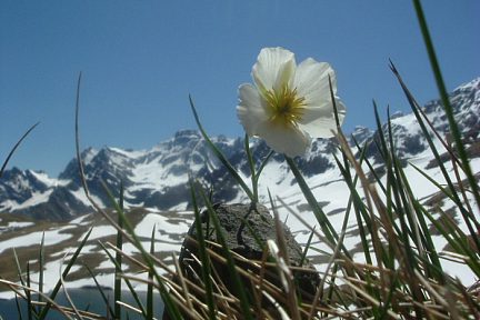 Renoncule des Pyrénées au lac des Espécières
