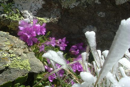 Primevère hirsute sur la crête du pic du Port Vieux