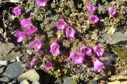 Saxifrage à feuilles opposées au pic du Port Vieux