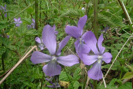 Violettes cornues à 1250 mètres au-dessus du lac du Tech