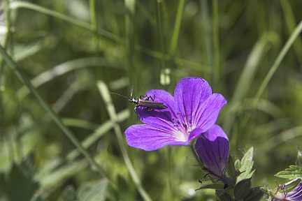 Géranium des bois
