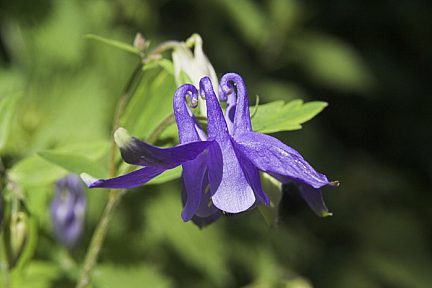 Ancolie des Pyrénées