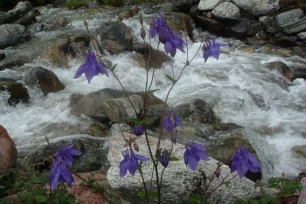 Ancolie commune en bordure du gave d'Arrens