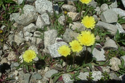 Epervière piloselle au Balneario de Panticosa, vue 1