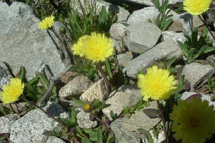 Epervière piloselle au Balneario de Panticosa, vue 2