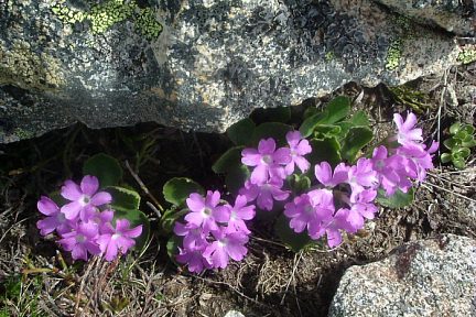 Primevère hirsute sous le pico de Bacias