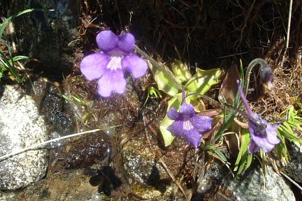 Grassette commune au Balneario de Panticosa
