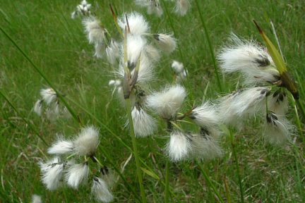 Linaigrette à feuilles étroites en bordure du gave d'Arrens, vue 2