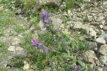 Vipérine commune en juin 2007