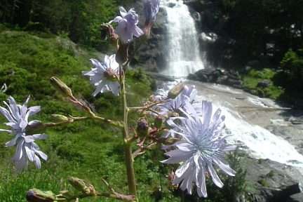 Laitue de plumier face à la cascade du pont d'Espagne
