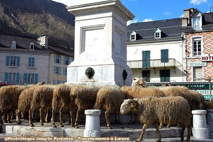 Transhumance à Laruns