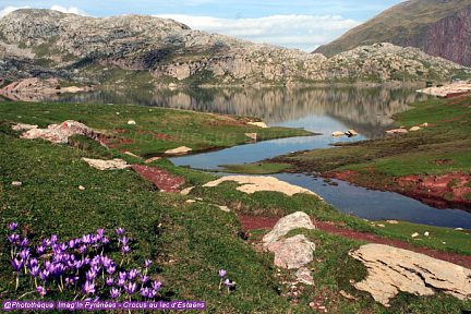 Lac d'Estaëns et crocus
