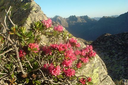 Rhododendrons à 2750 m sous la crête des Portillons, massif Aneto-Maladeta