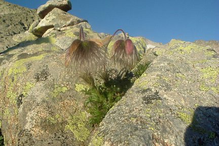 Pulsatilles printanières à 2800 m sous la crête des Portillons