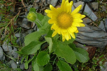 Doronic à grandes fleurs à 2400 m sous le Port de Vénasque