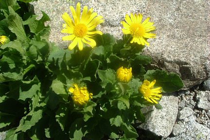 Doronics à grandes fleurs à 2700 m sous le Portillon Inferior