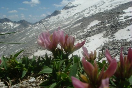 Trèfles des Alpes à 2870 m face au pico de Aneto