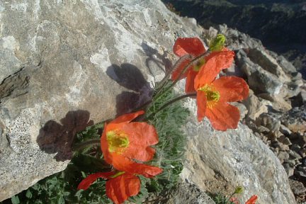 Pavot orange des Pyrénées au sommet de la Tuca de las Culebras (3062 m)