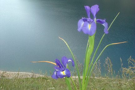 Iris des Pyrénées