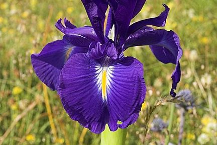 Iris sur le plateau de Saugué