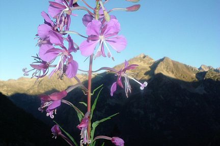 Épilobe à feuilles étroites à 2010 m au-dessus de l'Estany de Besiberri