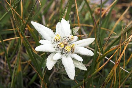 Edelweiss en montant au Soum Blanc des Especières