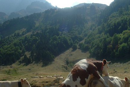 La vache! ça grimpe dur face au pic du Midi d'Ossau