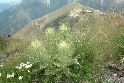Cirses très épineux à 2100 m, sous l'estany de Llauset