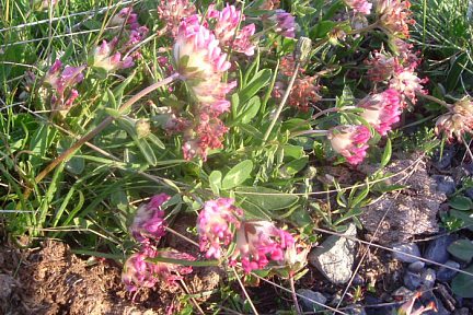 Anthyllide vulnéraire des Pyrénées, pico Culivillas