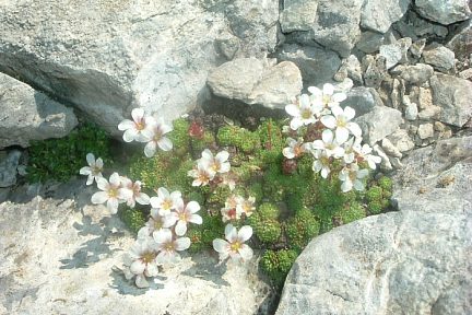 Saxifrage d'Irat au sommet du pico de Ballibierna (3067 m)