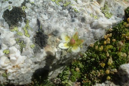 Saxifrage d'Irat et lichens au Besiberri Sud (3030 m)