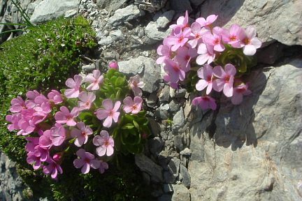 Androsace ciliée