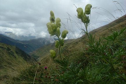 Aconit anthore dans la montagne de l'Ourtiga