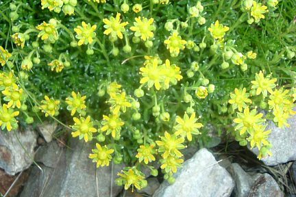 Saxifrage faux-aizoon à 2500 m, vall de Llauset