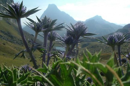 Chardon bleu des Pyrénées au-dessus du lac Castérau