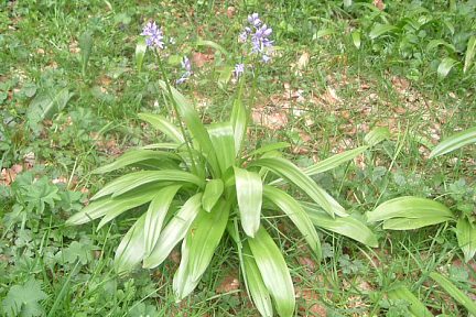 Jacinthe des Pyrénées à 1450 m, Bious-Artigues, vue 2