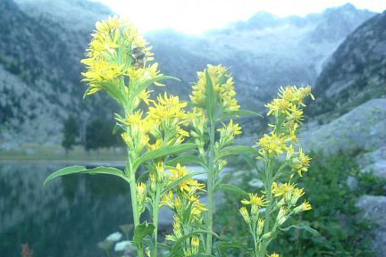 Gentiane de Montserrat au-dessus de l'estany de Besiberri