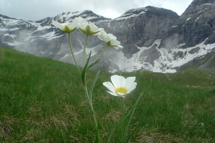 Renoncule des Pyrénées, cirque de Troumouse face à la Munia