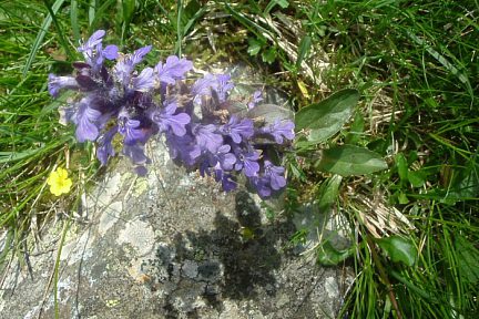 Bugle rampante à 1600 m, vallée du Marcadau
