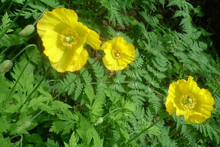 Meconopsis du Pays de Galles à 1450 m, Bious-Artigues