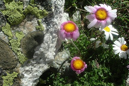 Leucanthème des Alpes à 3000 m, crête du Besiberri Sud