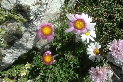 Leucanthème des Alpes avec Saxifrage d'Irat, Besiberri Sud