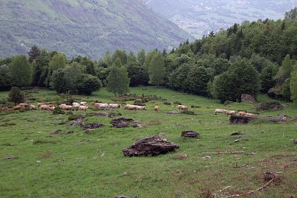 plo de la coum